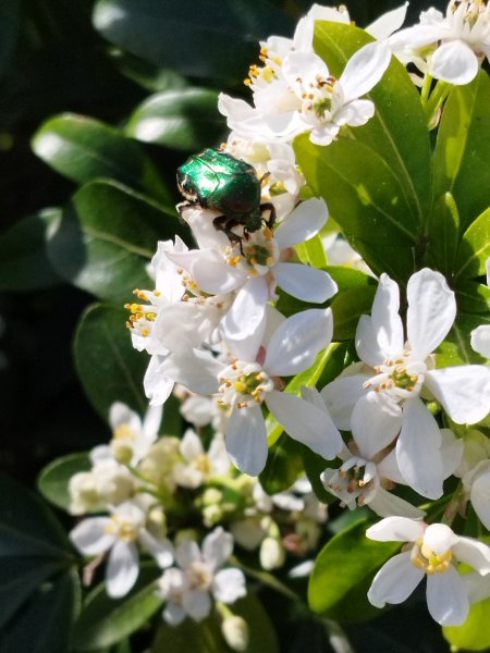 CETOINE DOREE. (insecte émeraude) pollinise les fleurs et sa larve décompose les déchets végétaux dans le compost. STEPHANIE LANCELLE 